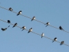 Swallows gathering