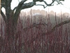 Dogwoods