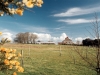 Cornish Gorse