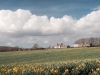 Daffodils in bloom